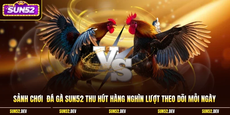 Sảnh chơi  đá gà Sun52 thu hút hàng nghìn lượt theo dõi mỗi ngày